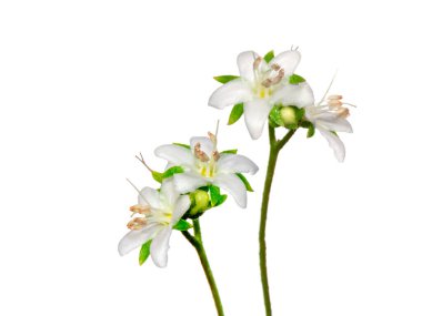 Eukien çay çiçeğini beyaz arka planda kapat. Bilimsel adı Carmona retusa (Vahl.) Masum)