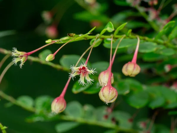 Zamknij Phyllanthus Pulcher Kwiat Rozmytym Tle — Zdjęcie stockowe