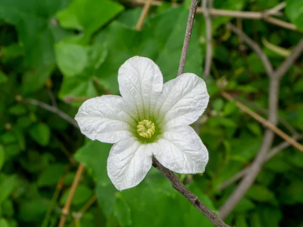 背景をぼかすように白いアイビーガードの花を閉じます 学名コシニア グランディス — ストック写真