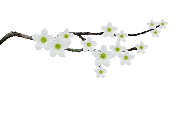 Tree Branches White Ivy Flower Isolate Empty Background Flower Arrangement — Stock Photo, Image