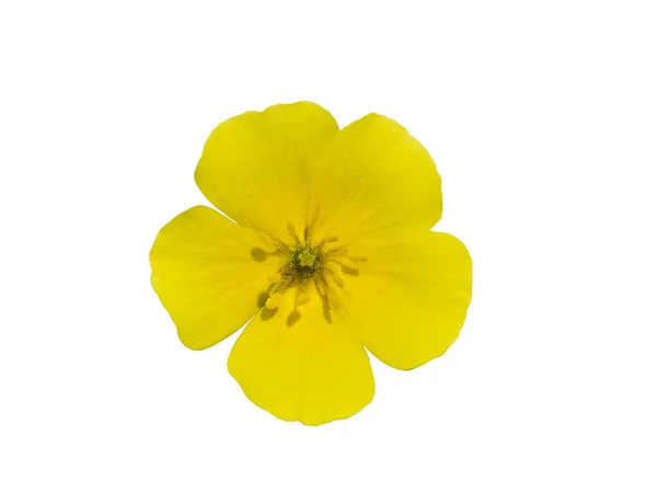 Close Yellow Flower Devil Thorn White Background Clipping Path Scientific — Stock Photo, Image