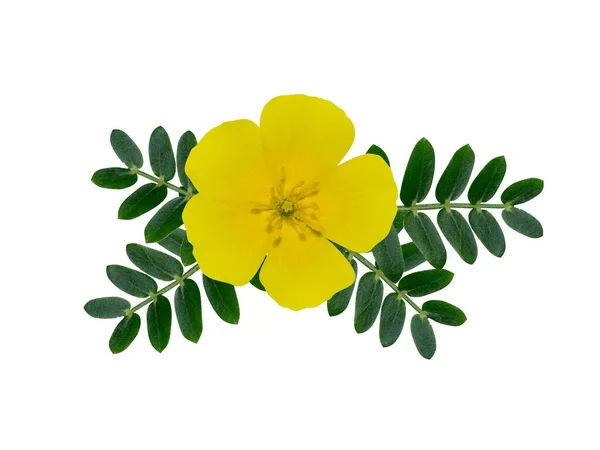 Close Yellow Flower Devil Thorn Leaves White Background Scientific Name — Stock Photo, Image