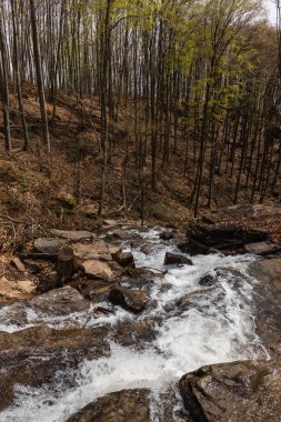 Stones in water of mountain creek in forest  clipart