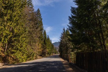 Arka planda mavi gökyüzü olan ormanlar arasındaki boş yol 