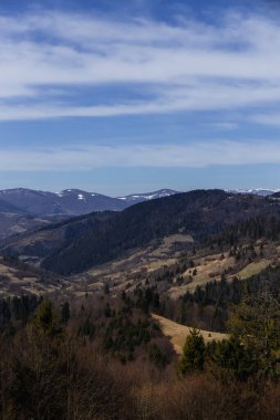 Arka planda gökyüzü olan dağlardaki ladin ormanının manzarası 