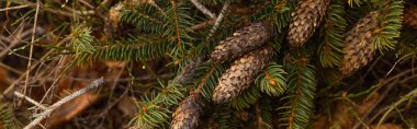 Cones on branch of spruce tree in forest, banner  clipart