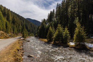 Dağ nehri ve ladin ormanının yanındaki boş yol. 