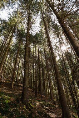 Spruce Ormanı 'nın alçak açılı manzarası 