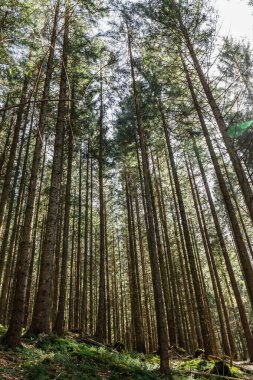 Wide angle view of coniferous forest at daytime  clipart