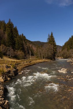 Dağ nehri çit ve ladin ormanlarının yanında. 