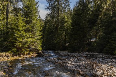 Gün ışığında taşlı dağ nehri ve çam ormanı 