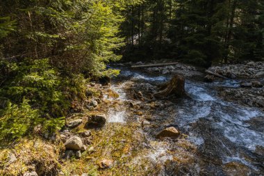 Yüksek açılı dağlık nehir manzarası ve ormanda taşlar. 