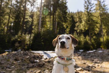 Baharda bulanık ormana bakan bir köpek. 