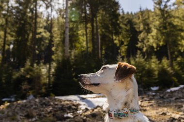 Tasmalı köpek gün ışığında bulanık ormana bakıyor. 