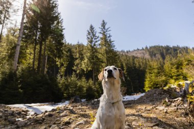 Arka planda bulanık dağ ormanının yakınına bakan köpek. 