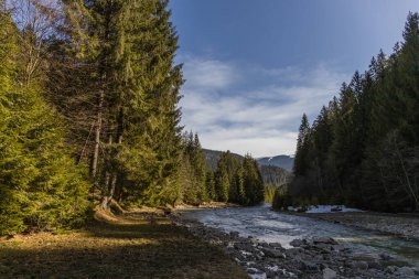 Ebedi yeşil ormanın manzarası, dağ nehri ve mavi gökyüzü 