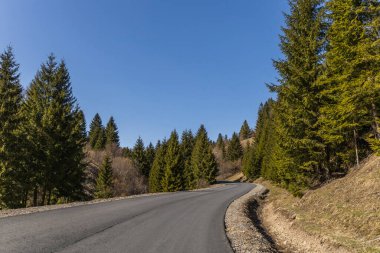 Boş yol ve arka planda mavi gökyüzü olan kozalaklı orman 