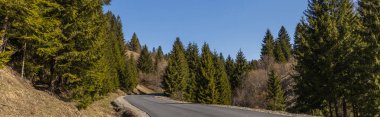 Arka planda mavi gökyüzü olan çam ormanlarında yol, afiş 