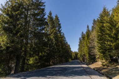 Çam ormanı ve gündüz vakti boş yol 
