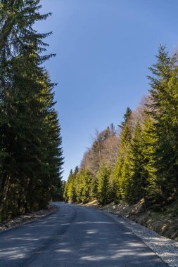 Arka planda çam ormanı ile mavi gökyüzü arasındaki yol 