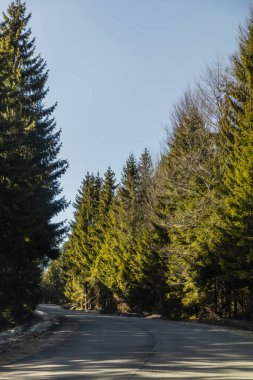 Ağaçlar ve yollar gün ışığında boş. 
