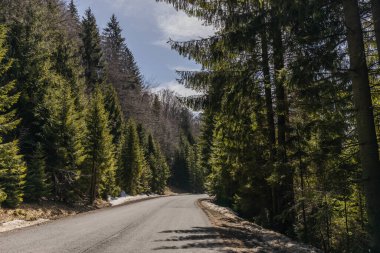 Baharda boş yol ve köknar ormanı 