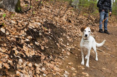 Sonbahar ormanında bulanık adamın yanında duran köpek. 