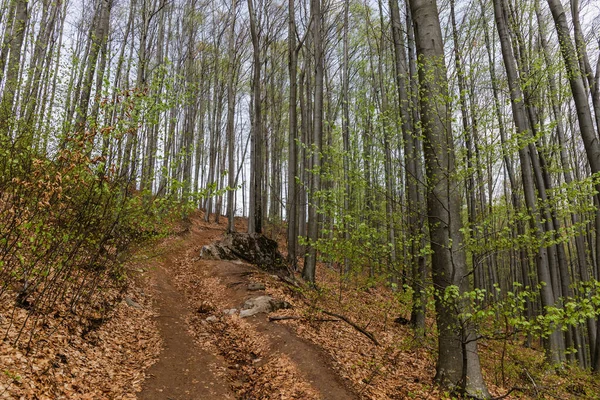 Dirty road near trees in mountain 