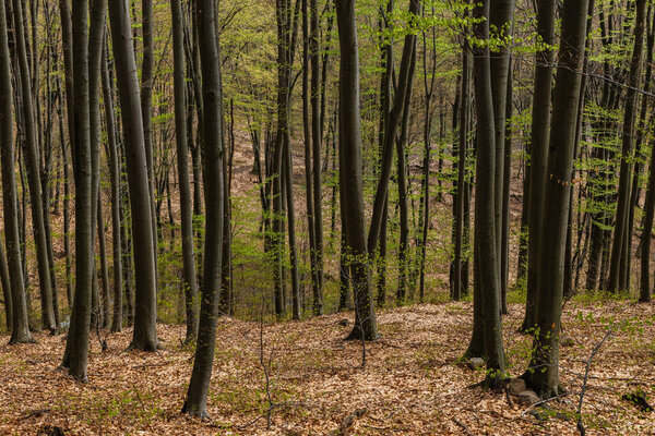 Trees on hill in mountain forest in spring