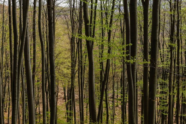 Tress with green leaves in mountain forest 