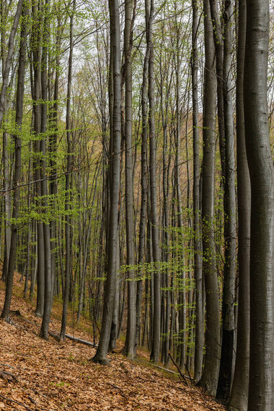 Trees on heel in mountain forest 
