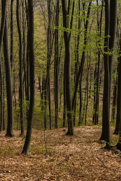 山の森に緑の葉を持つ木 — ストック写真