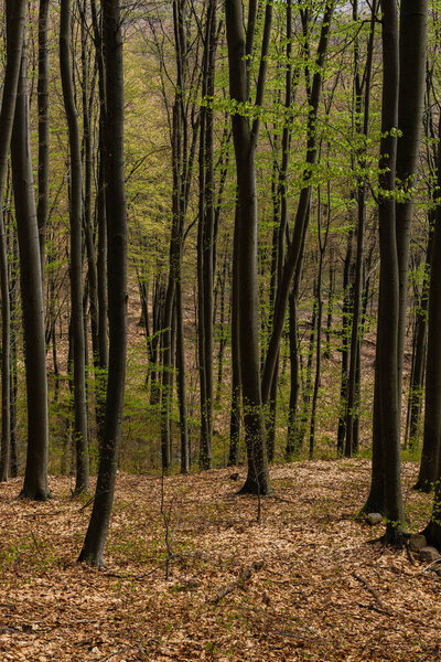 Trees with green leaves in mountain forest 