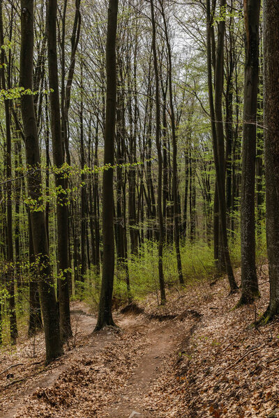 Path between trees on hill in mountain forest 