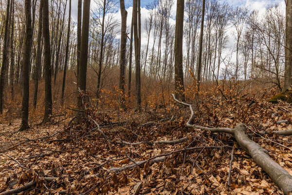 Fallen leaves on ground in mountain forest