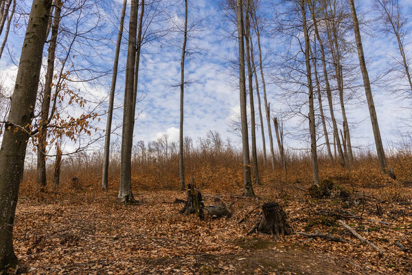Dry fallen leaves on ground in mountain forest 