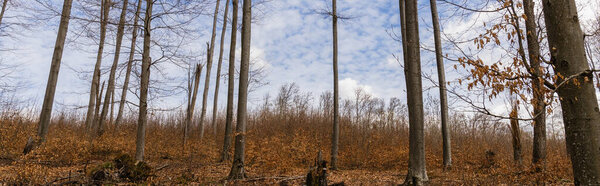 Trees in mountain forest and sky at background, banner 