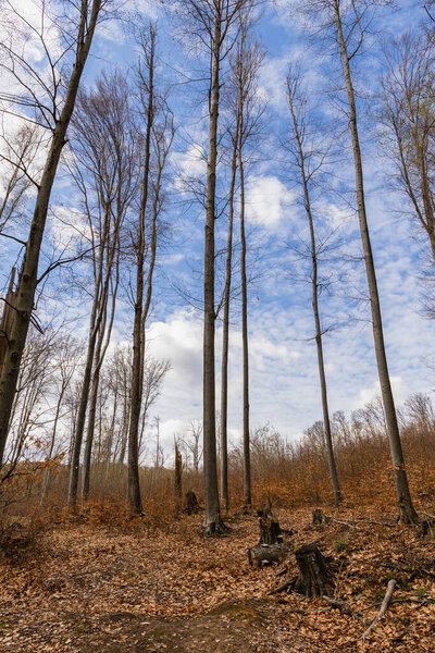 Wide angle view of trees and sky in mountain forest 