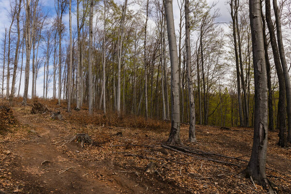 Dirty path in mountain forest in autumn 