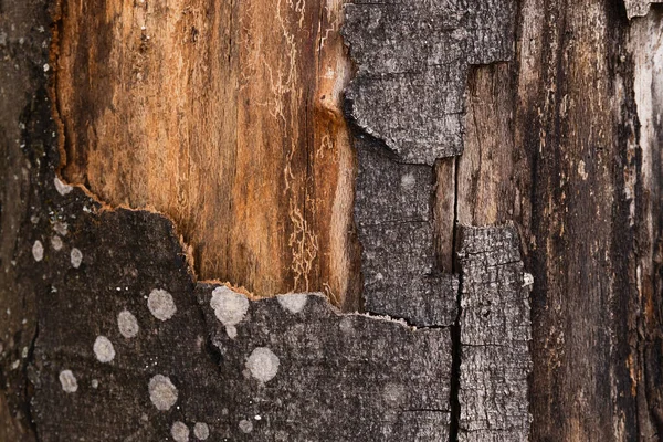 Vista Perto Casca Texturizada Árvore — Fotografia de Stock