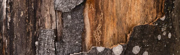 Close up view of textured bark of tree, banner