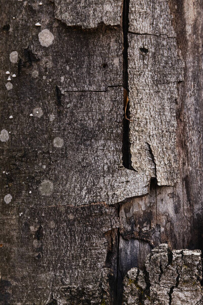 Close up view of grey bark of tree 