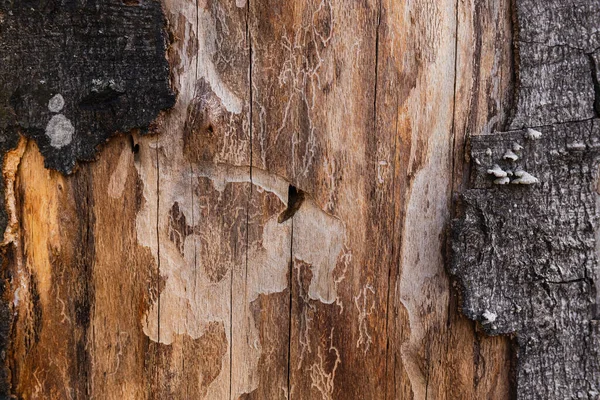 Närbild Brun Stam Träd — Stockfoto