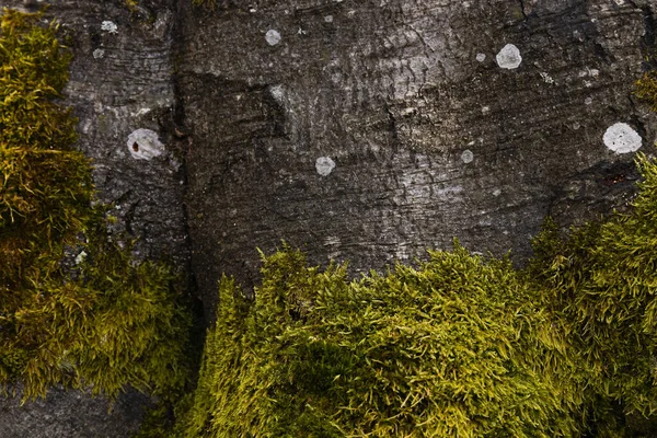 Close up view of tree trunk with moss 