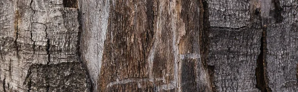 Close View Tree Trunk Banner — стоковое фото