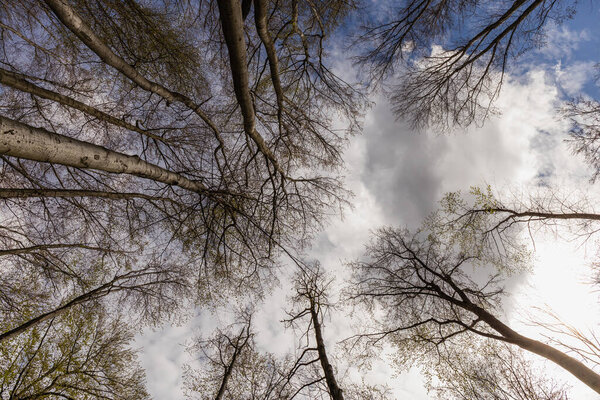 Bottom view of trees and sky in forest 