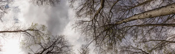 Bottom view of trees and cloudy sky in forest, banner 