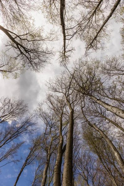 Bottom View Trees Sky Forest Autumn — Stock Photo, Image