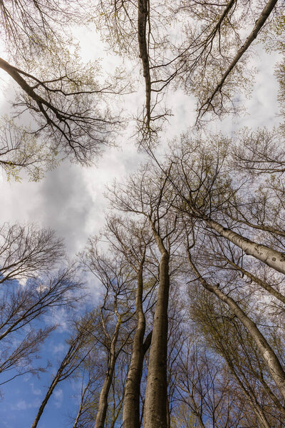 Bottom view of trees and sky in forest in autumn 