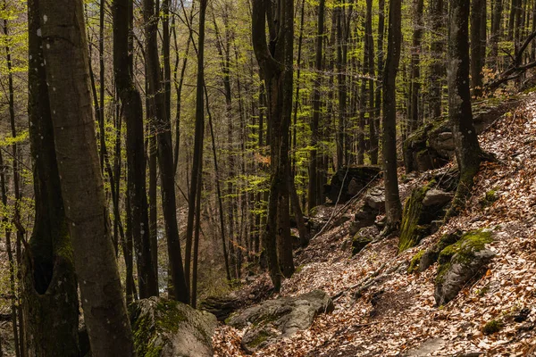 Scenic view of stones and fallen leaves on hill in forest 